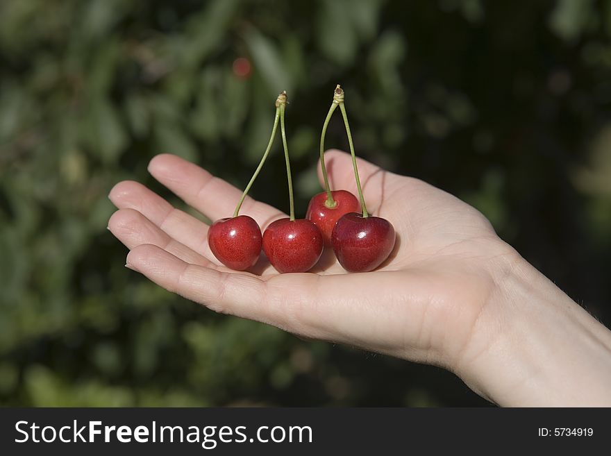 A hand holding red fresh cherries