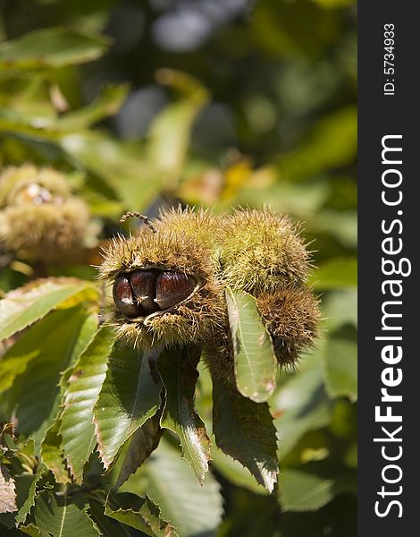 Chestnuts in their husk still on the tree. Chestnuts in their husk still on the tree