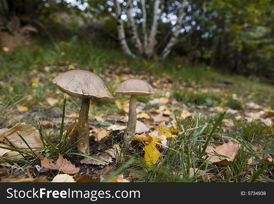 A pair of brown cap mushrooms