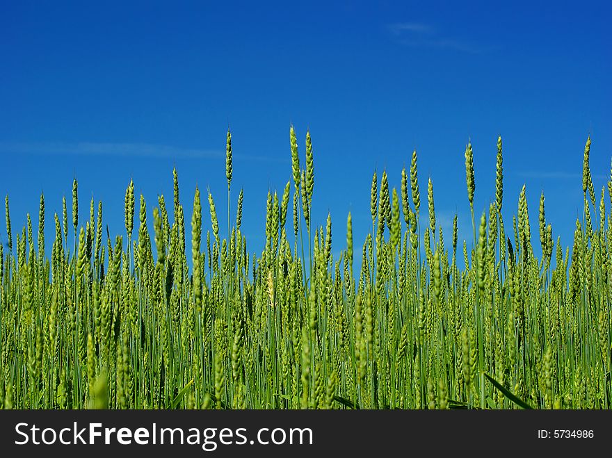 Wheat field on a background sky