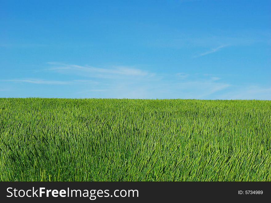 Wheat field on a background sky