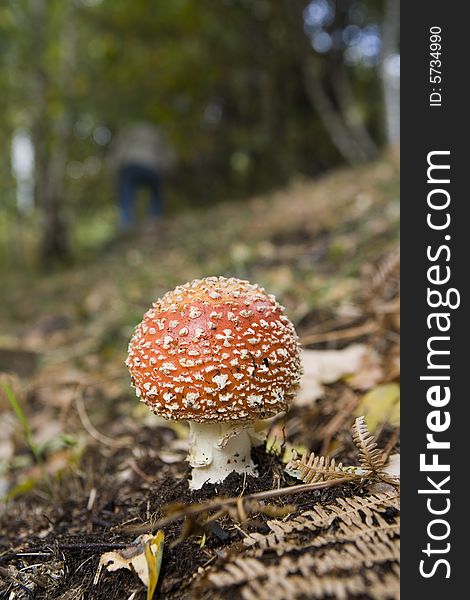 A red patch mushroom on the grass