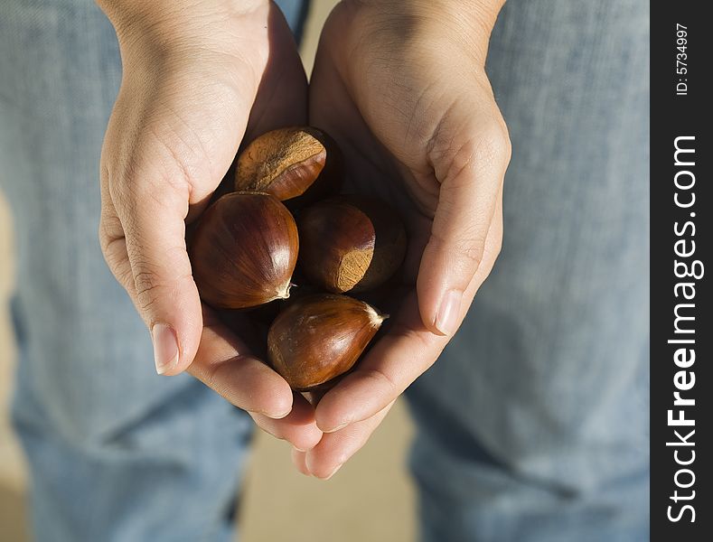 Male hands holding some chestnuts. Male hands holding some chestnuts