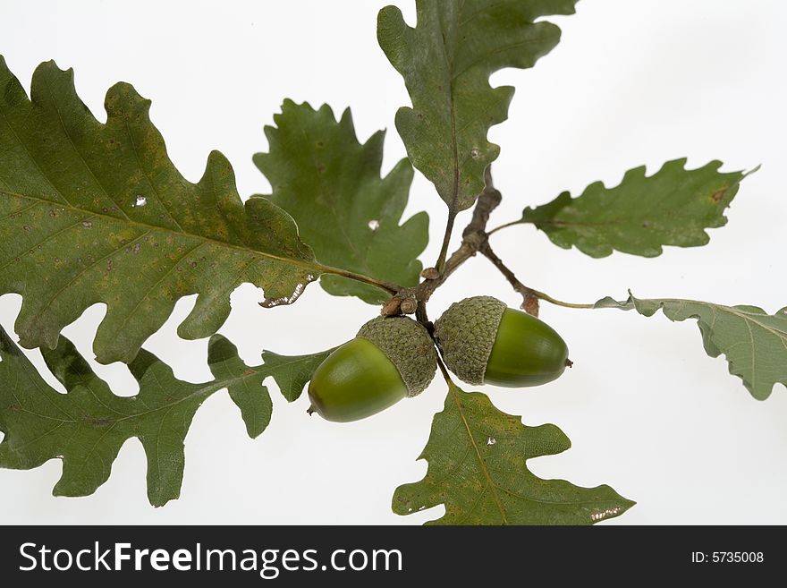 Acorns oak leaves