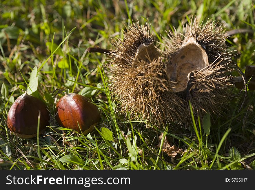 Chestnuts and their husks on the grass. Chestnuts and their husks on the grass