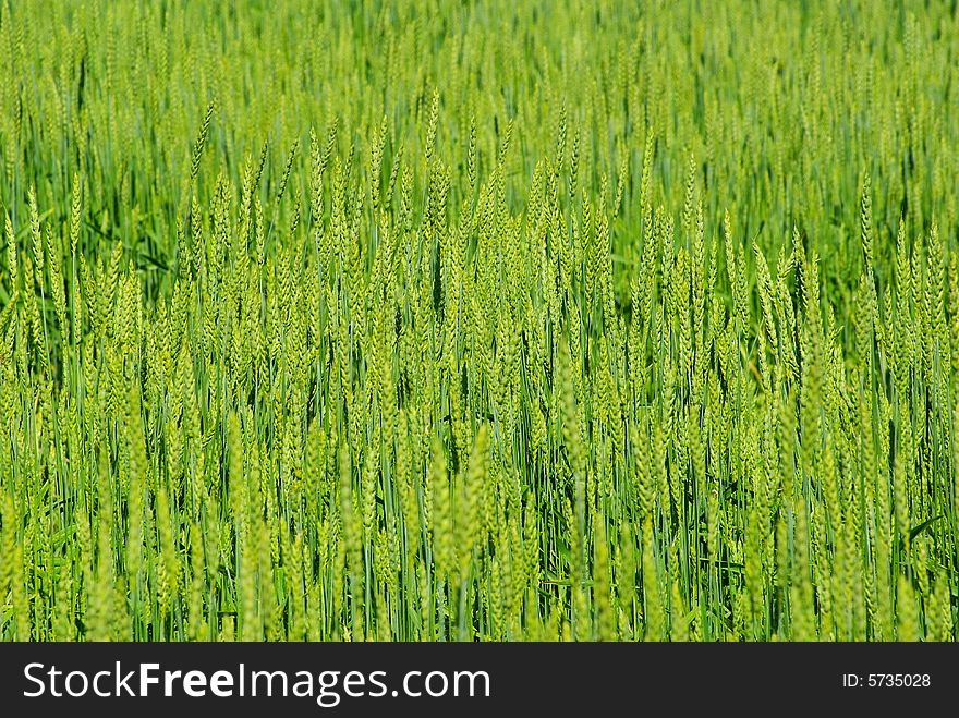 Green background of the wheat field