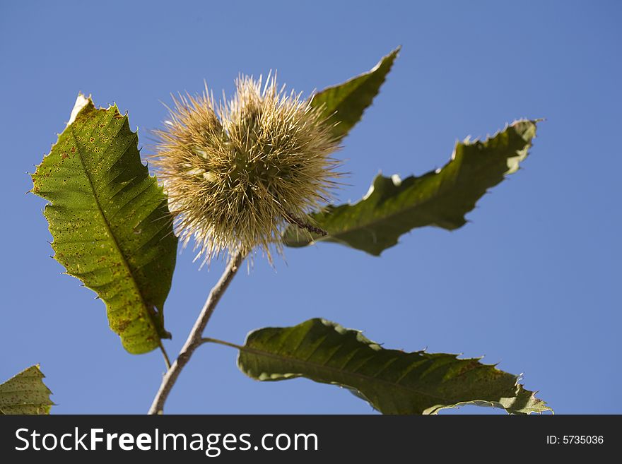 Chestnuts in their husk still on the tree. Chestnuts in their husk still on the tree