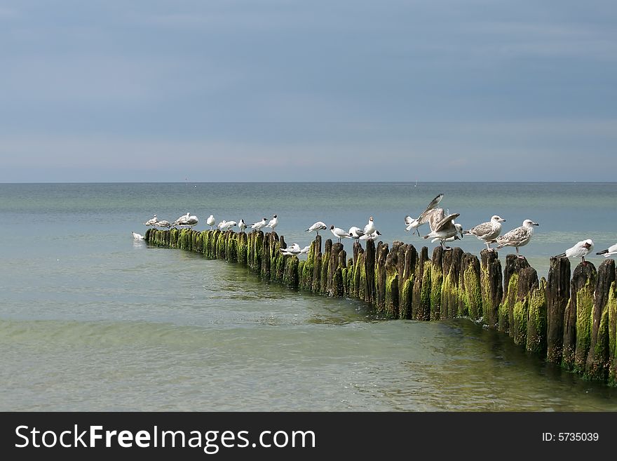 Sea gulls resting on the breakwater, multiple
