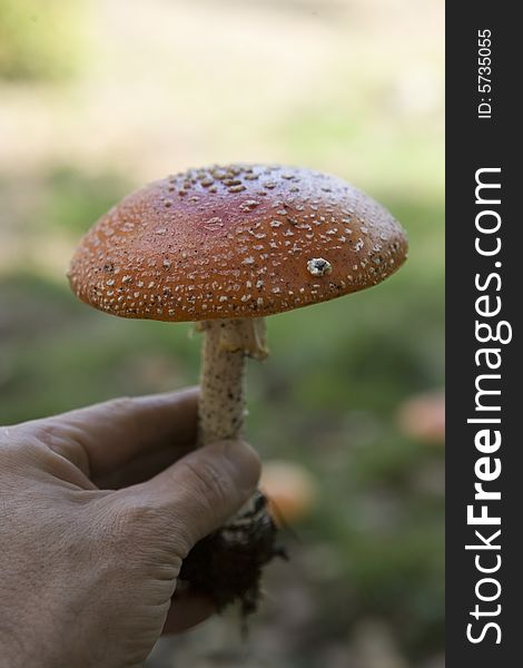 Hand holding a red patch mushroom