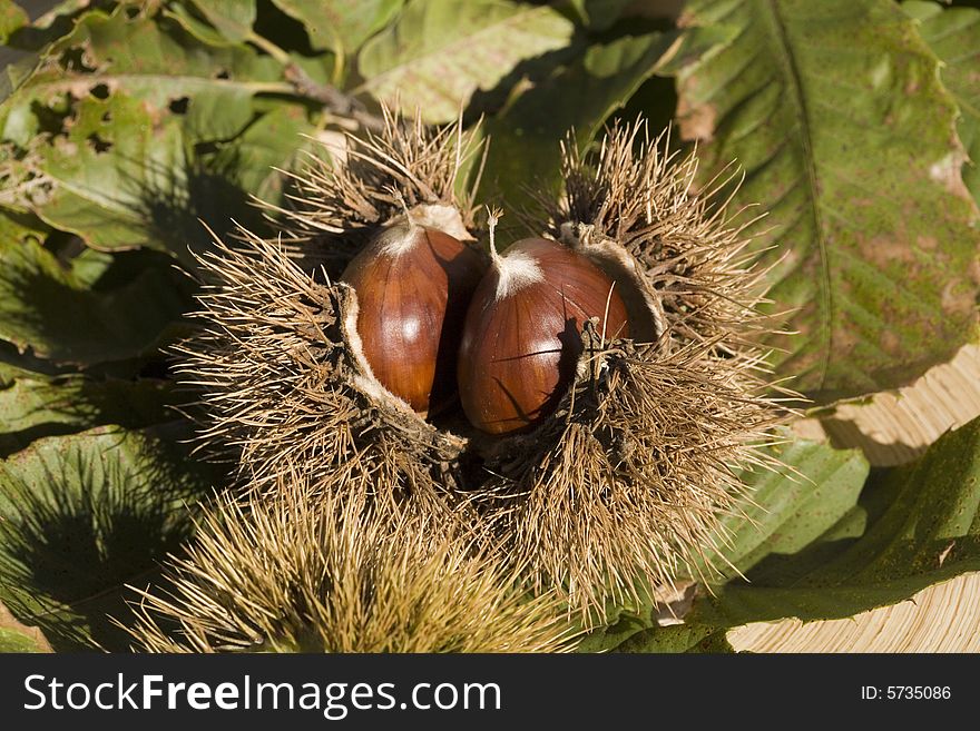 Chestnuts and their husks on the grass. Chestnuts and their husks on the grass