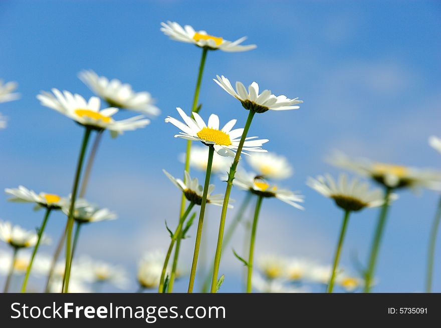 Daisy flowers on sky background - Asteraceae Anthemis ruthenica. Daisy flowers on sky background - Asteraceae Anthemis ruthenica