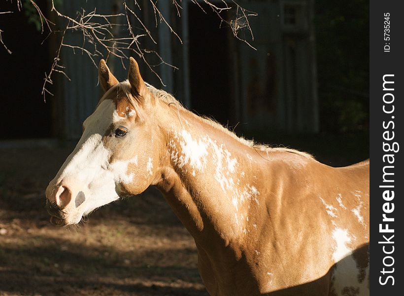 Beautiful farm horse profile portrait lit by the sun