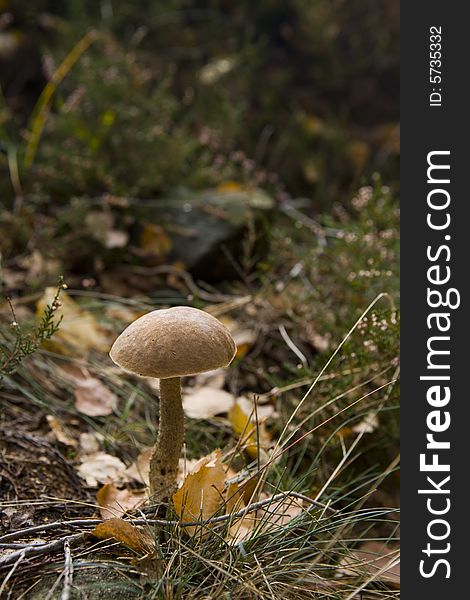 A brown cap mushrooms on the grass