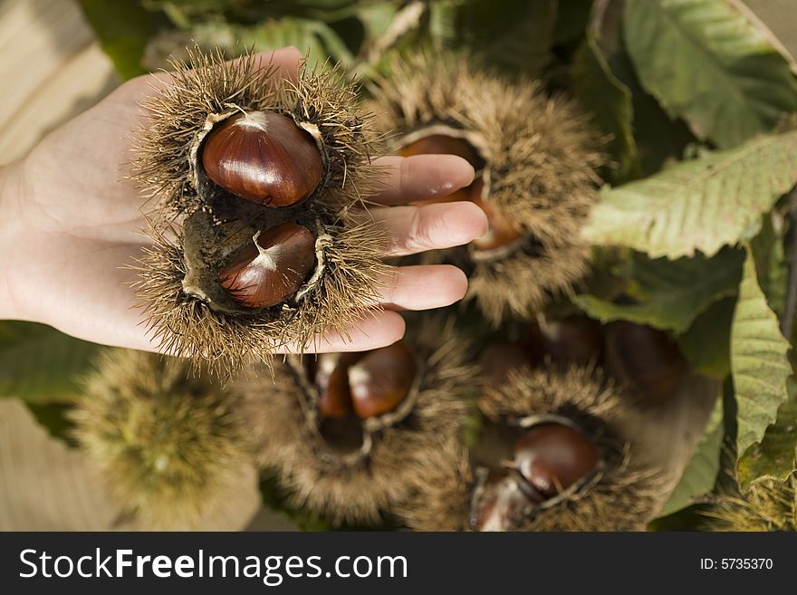 Chestnuts on a hand, husks and leaves