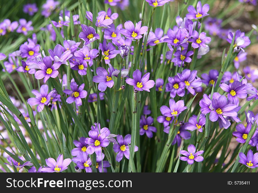 An array of beautiful purple flowers in full bloom