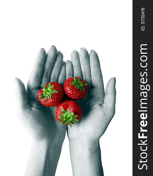 Fresh strawberries at female hands. Fresh strawberries at female hands