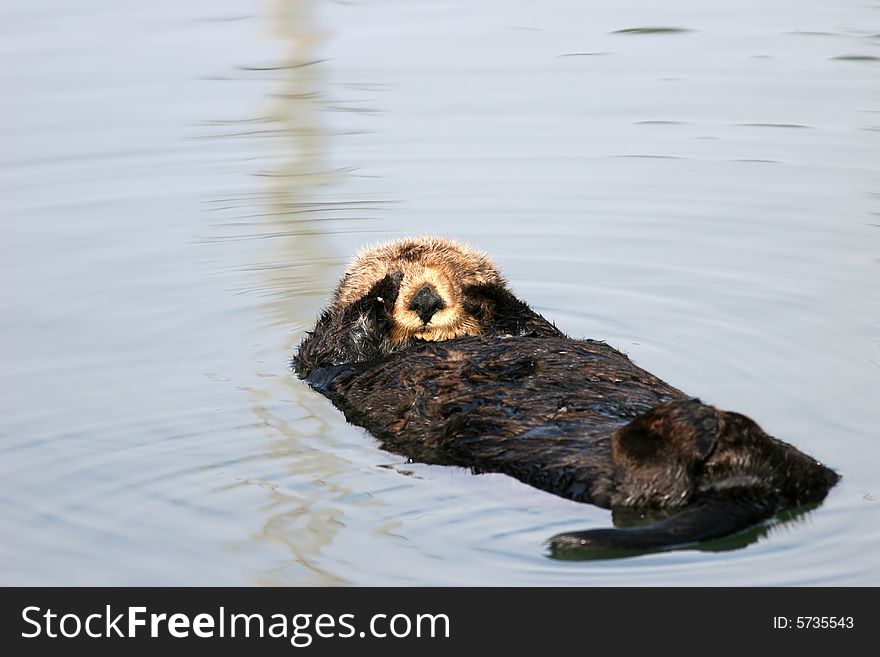 What a cute Sea Otter, who's playing hide and seek. What a cute Sea Otter, who's playing hide and seek.