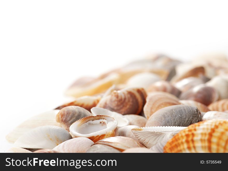 Shells on a white background. Shells on a white background.