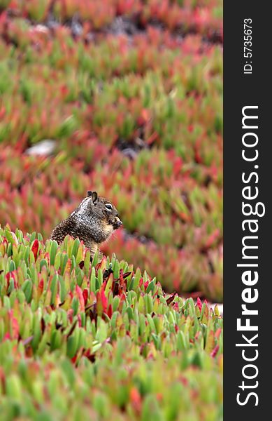 A ground squirrel takes time out to enjoy a spot of lunch amidst the succulents. A ground squirrel takes time out to enjoy a spot of lunch amidst the succulents.