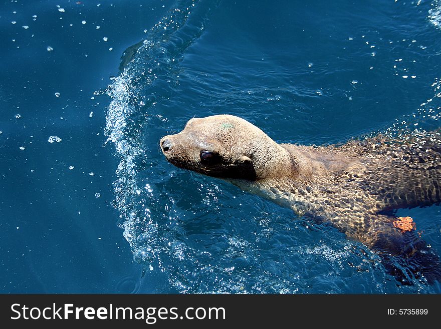 One-year old sealion in Pacific ocean at the Faralone Islands near San-Francisco, California, USA