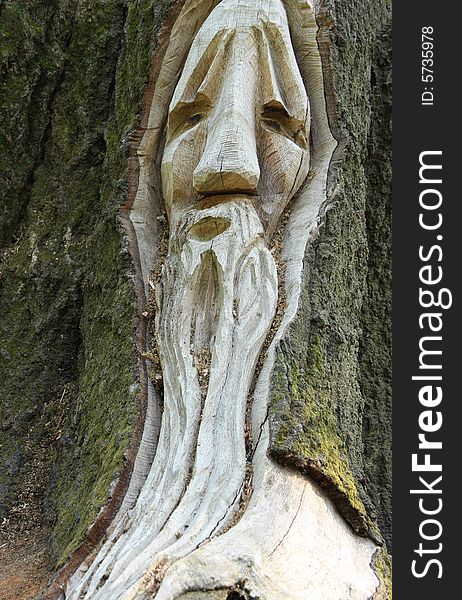 A wizard face carved into a tree trunk. A wizard face carved into a tree trunk