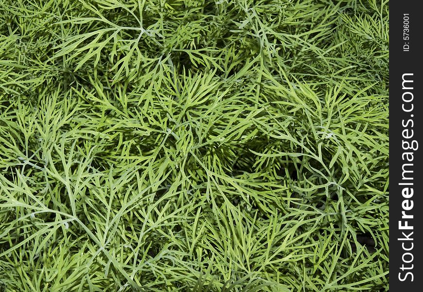 Fennel plant leaves in closeup
