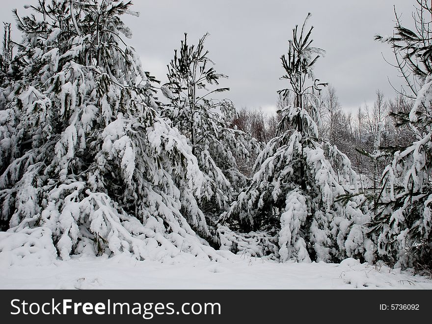 A beautiful scene of the sleeping chill of winters snow and freezing frost on the ages pines of michigan. A beautiful scene of the sleeping chill of winters snow and freezing frost on the ages pines of michigan.