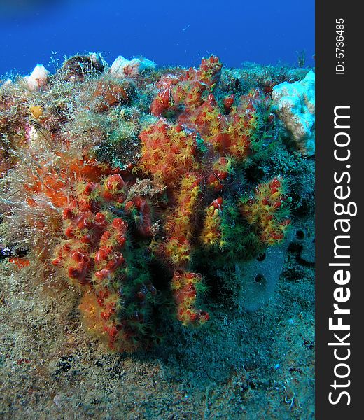 Artificial Reef Coral