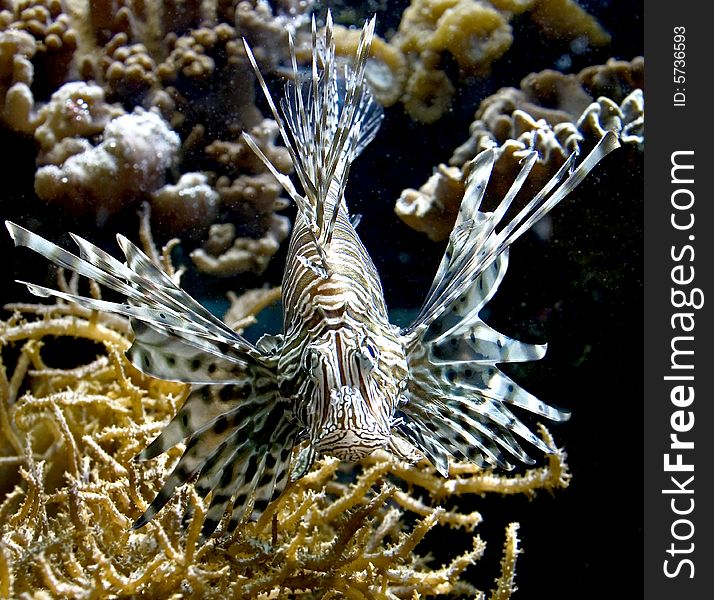 Portrait of nice lion fish. Portrait of nice lion fish