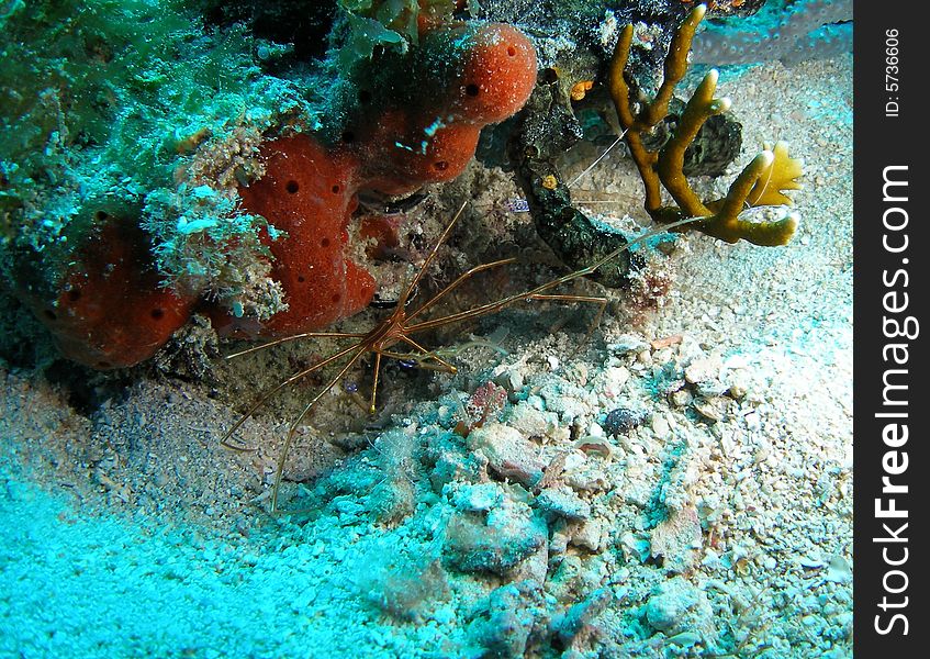 Arrow crab on a reef off the coast of south Florida. Arrow crab on a reef off the coast of south Florida.