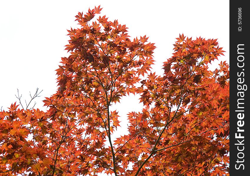 View of Japanese maple tree leaves against an overcast sky. View of Japanese maple tree leaves against an overcast sky.