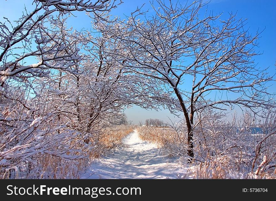 View of nature path after a snowfall. View of nature path after a snowfall.