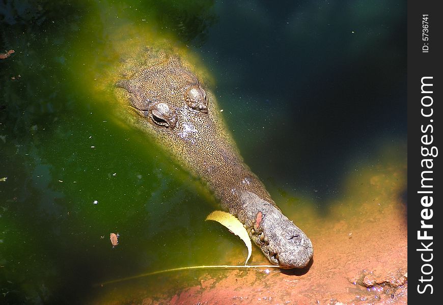 Saltwater Crocodile waiting in the water