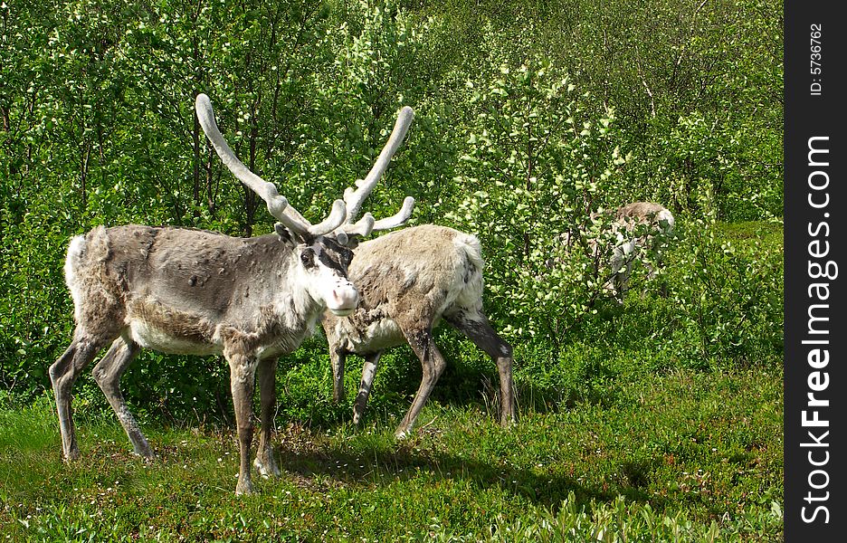 Wild reindeer in its natural habitat in the north of Norway