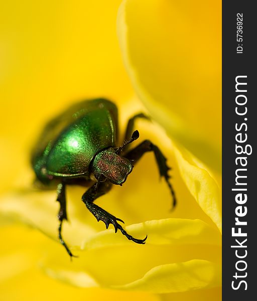 Green bug sitting on a yellow flower (Shallow DoF, focus on bug's head)