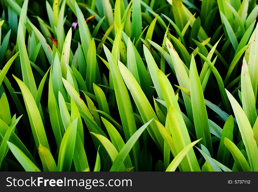 Long green yellow leaves as whole background. Long green yellow leaves as whole background.