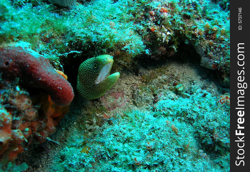 Goldentail moray eel on a reef off the coast of south Florida.