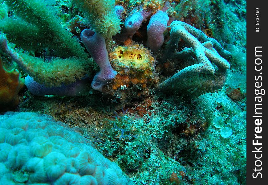 Purple tube sponge on a reef off the coast of south Florida.
