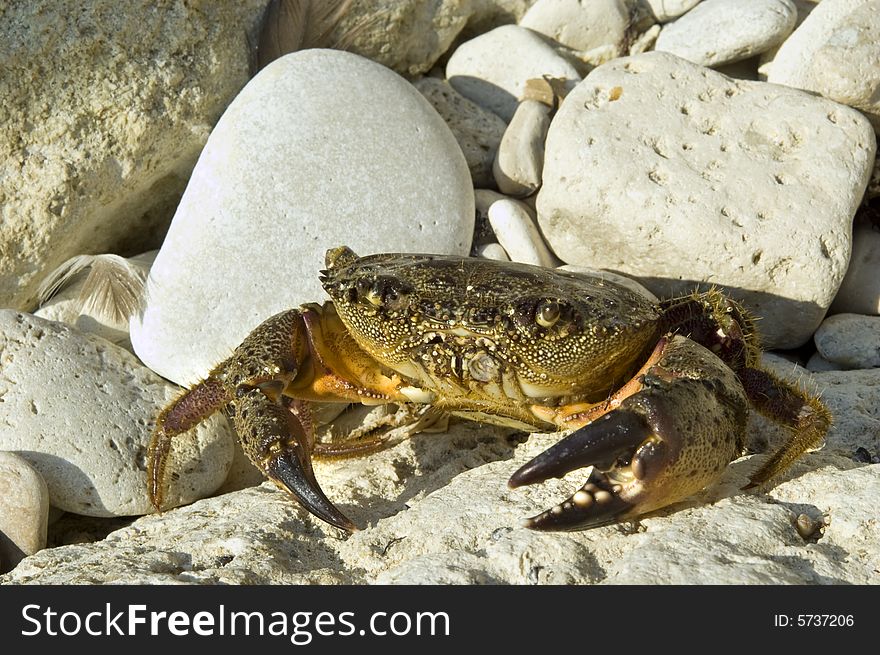 Crab sitting on the stone beach in rays of sunset. Crab sitting on the stone beach in rays of sunset