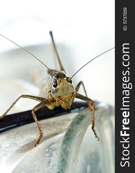 Macro shot of big one legged locust facing camera