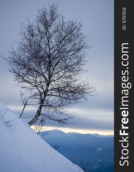 A snowy winter scene with tree. A snowy winter scene with tree