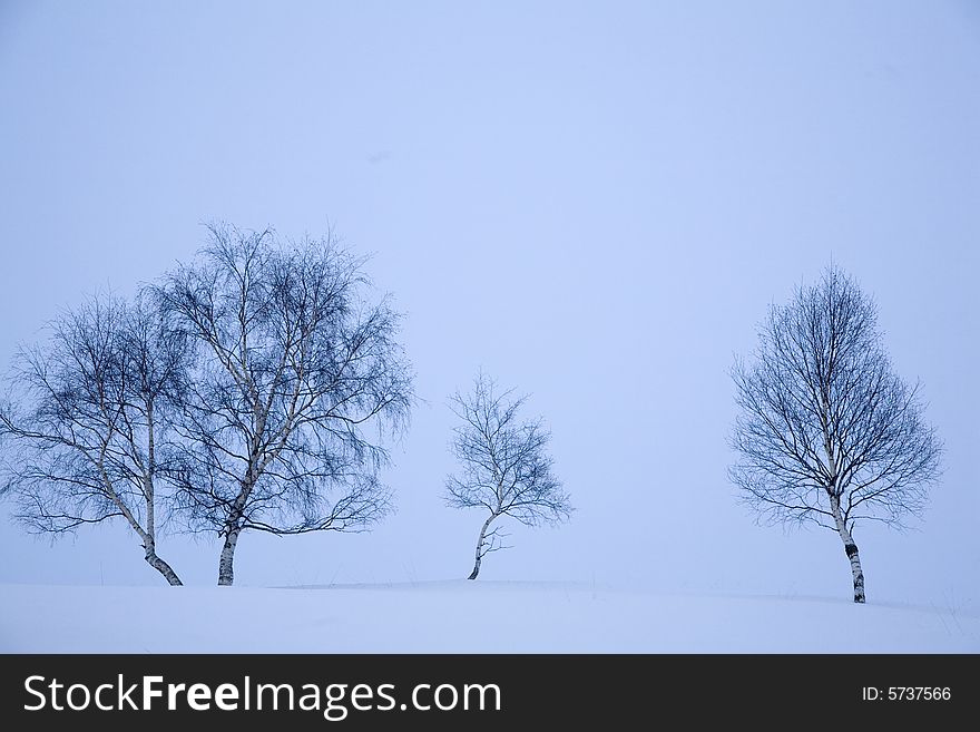 A snowy winter scene with trees. A snowy winter scene with trees