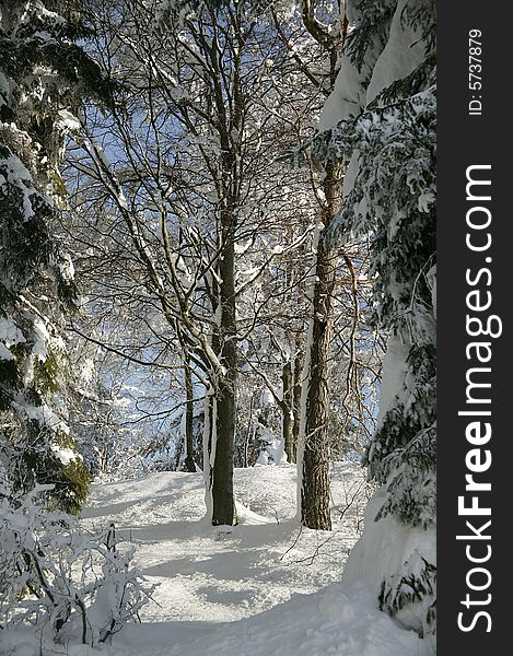 A snowy winter scene with trees. A snowy winter scene with trees