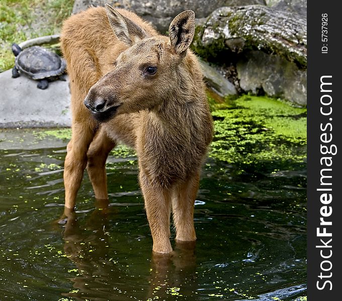 Young elk at watering pond. Young elk at watering pond