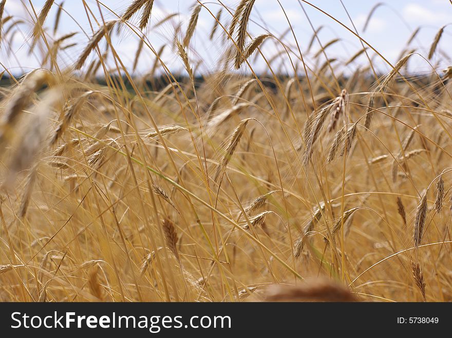 A field with a golden cereal in sunny weather