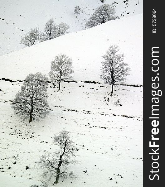 A snowy winter scene with trees. A snowy winter scene with trees