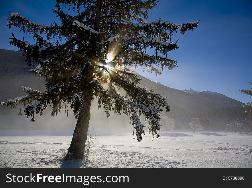 A snowy winter scene with pine. A snowy winter scene with pine