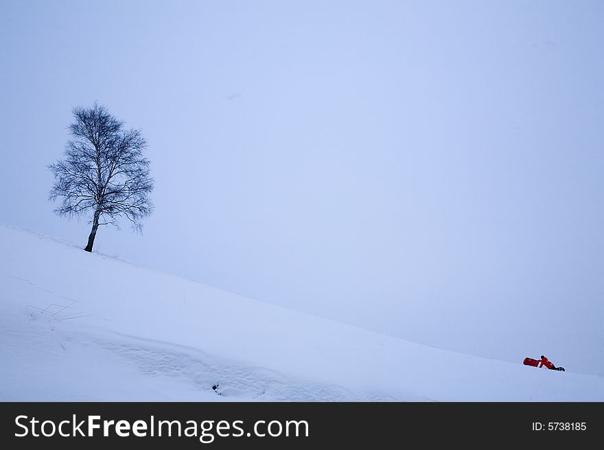 A snowy winter scene with tree. A snowy winter scene with tree