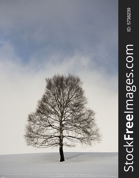 A snowy winter scene with tree. A snowy winter scene with tree