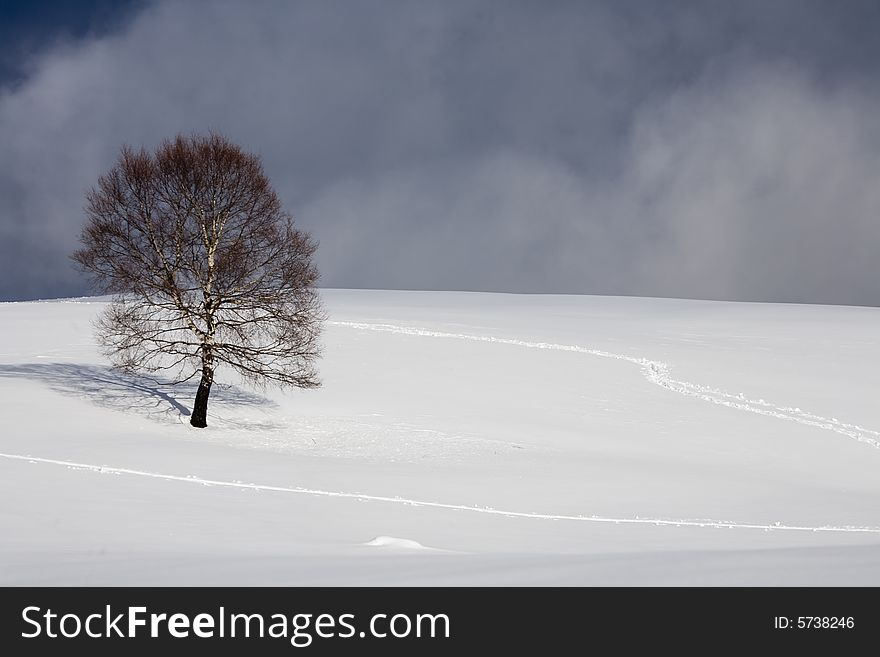A snowy winter scene with tree. A snowy winter scene with tree